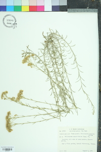 Helichrysum angustifolium image