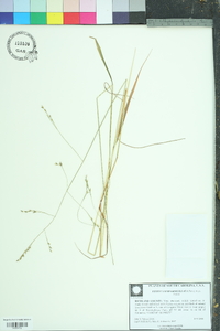 Festuca subverticillata image