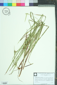 Scleria triglomerata image