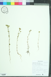 Cryptantha pterocarya image