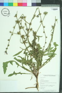 Cichorium intybus image