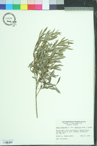 Salix purpurea image