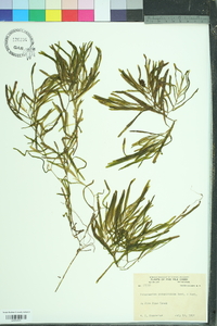 Potamogeton obtusifolius image