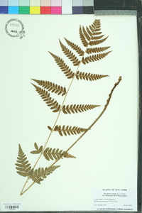 Dryopteris clintoniana image