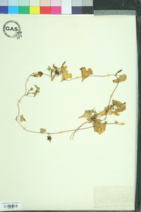 Ipomoea lacunosa image