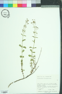 Trichostema arizonicum image