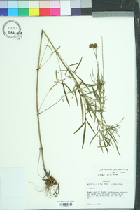 Coreopsis grandiflora image