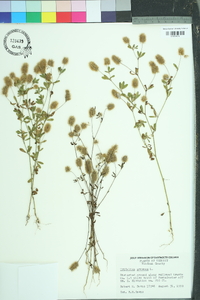 Trifolium arvense image