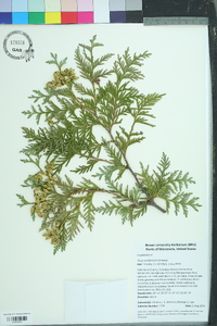 Thuja occidentalis image