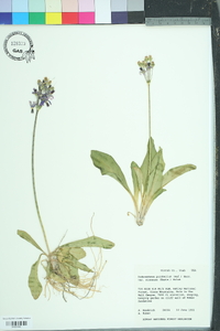 Dodecatheon pulchellum image