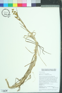 Scheuchzeria palustris image