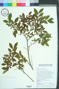 Vaccinium angustifolium image