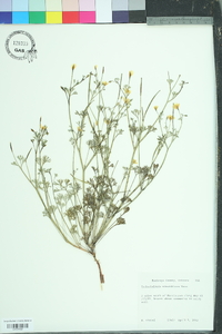 Eschscholzia minutiflora image