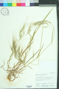 Bromus diandrus image