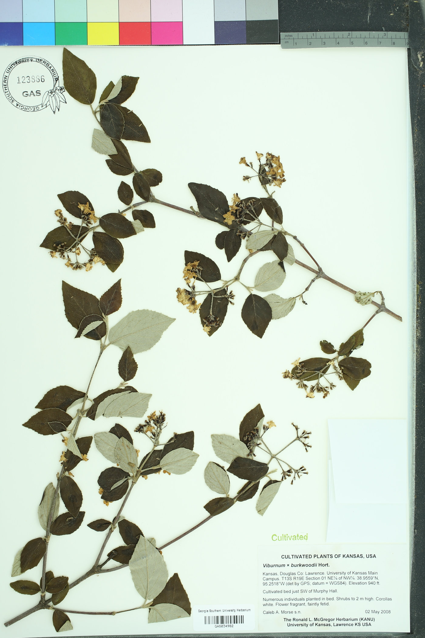 Viburnum x burkwoodii image