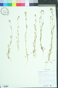 Allophyllum gilioides image