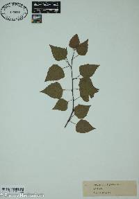 Betula populifolia image