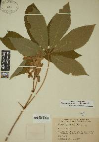 Aesculus sylvatica image