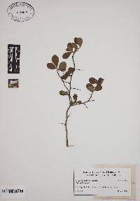 Crataegus uniflora image