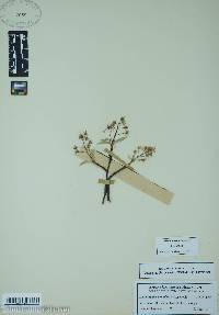 Amelanchier canadensis image