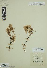 Amelanchier canadensis image