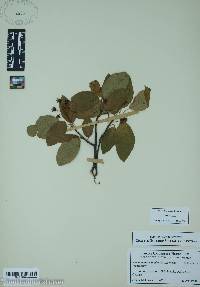 Amelanchier canadensis image