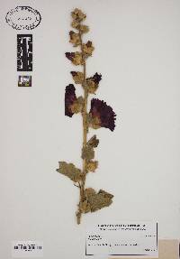 Alcea rosea image