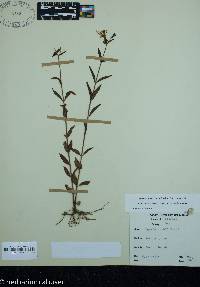 Rhexia nashii image