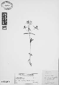 Houstonia longifolia image