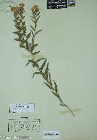 Lithospermum caroliniense image