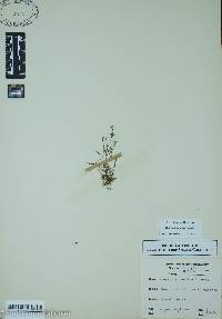 Houstonia pusilla image
