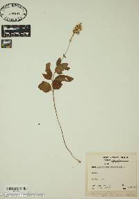 Eupatorium aromaticum image