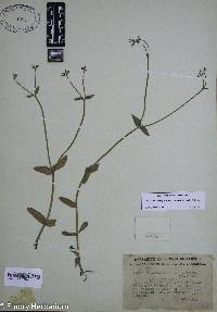 Valerianella chenopodiifolia image