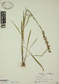 Liatris spicata image