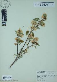 Amelanchier sanguinea image