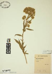 Eupatorium altissimum image