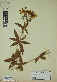 Coreopsis major image