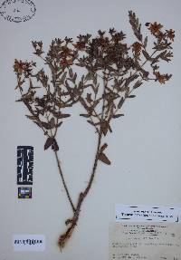 Hypericum myrtifolium image