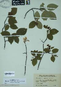 Amelanchier canadensis image