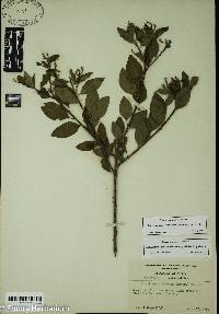 Ditrysinia fruticosa image