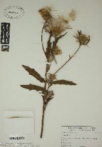 Cirsium altissimum image