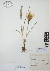 Zephyranthes atamasca image