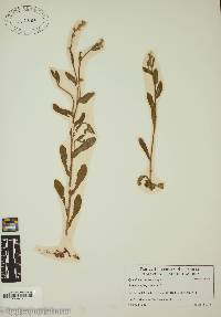 Myosotis macrosperma image