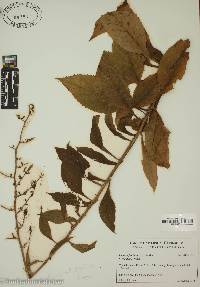 Lactuca floridana image