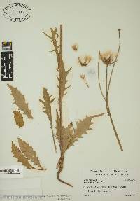 Crepis vesicaria image