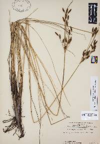 Fimbristylis castanea image