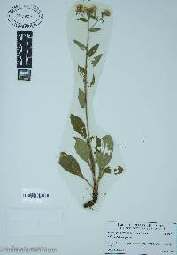 Sericocarpus asteroides image