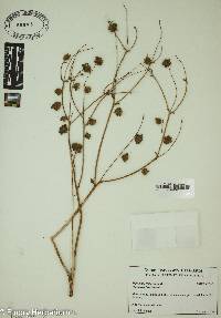 Silphium compositum image