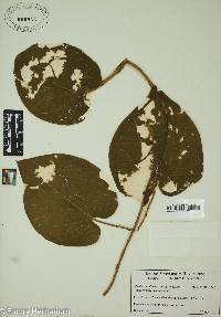 Matelea carolinensis image