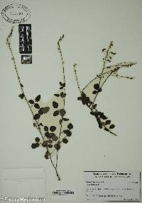 Desmodium lineatum image